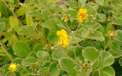 2013-08-18_Regina-F-Rau_Schachen_Blumen  (057).JPG